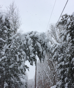 snow covered branches leaning over a pole line that could cause outages