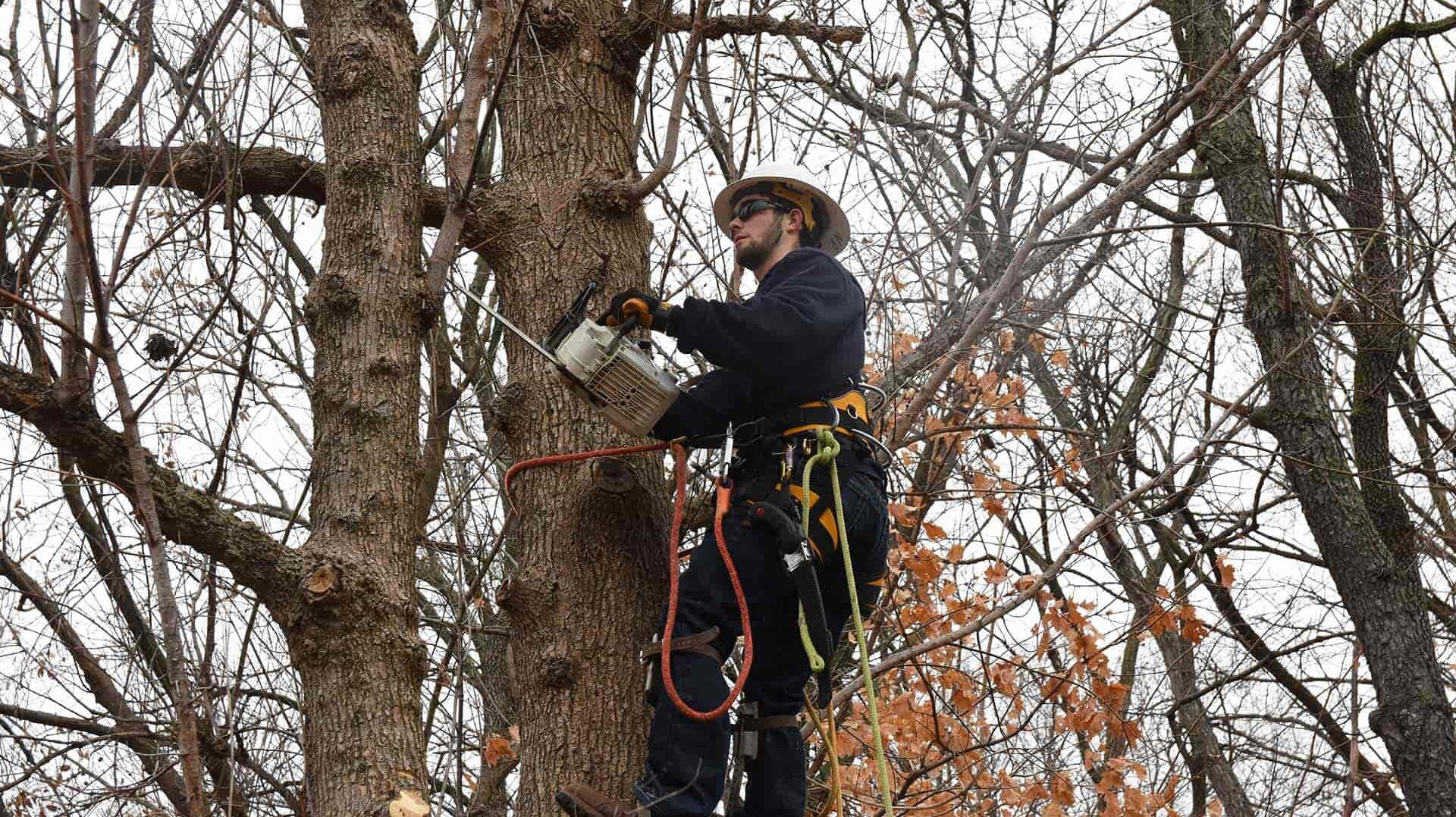 Worker in a tree trimming branches 